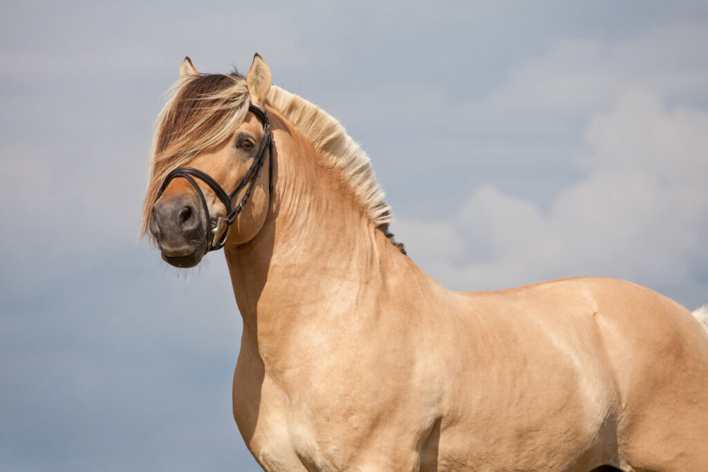 Cheval le Plus Cher du Monde : Un Voyage dans l’Univers des Chevaux de Luxe